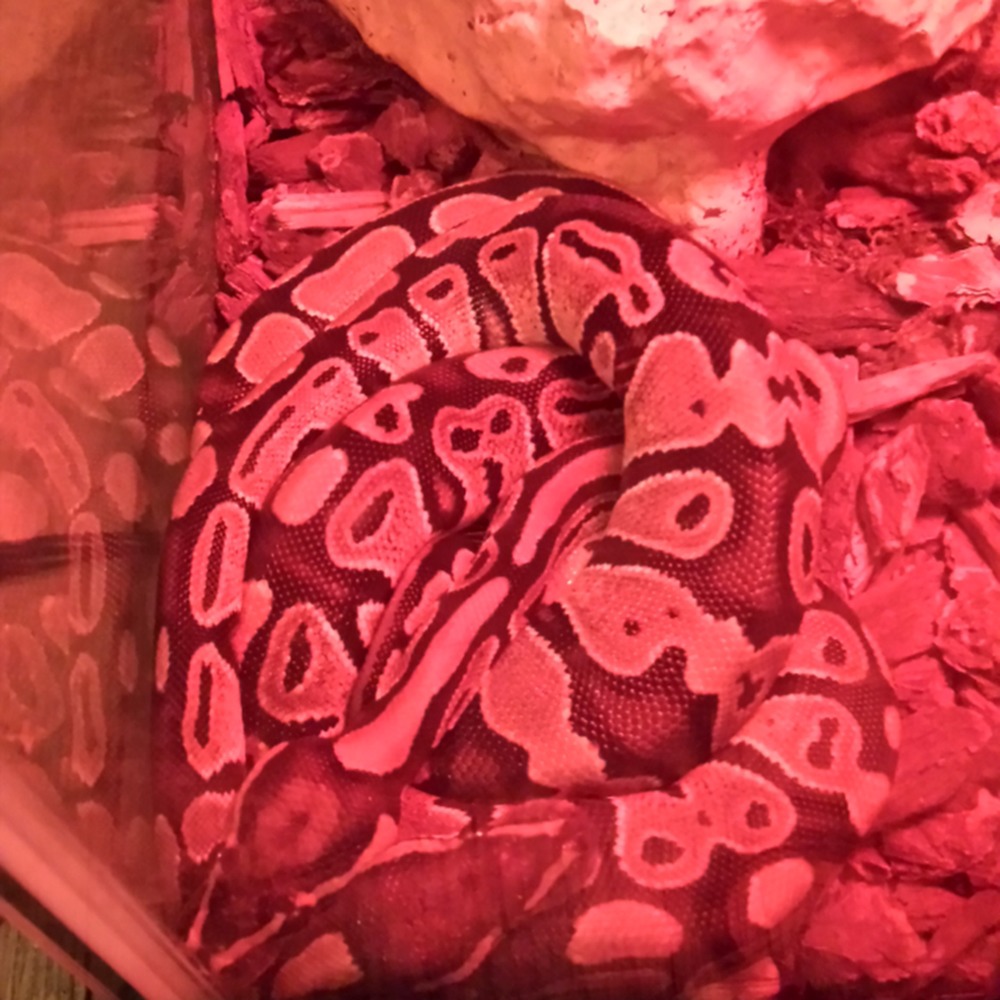 Meet your Posher, Huarache